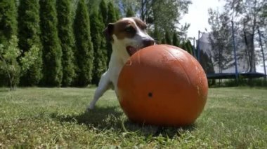 Jack Russell Terrier erkek, yeşil çimlerde basketbol topuyla oynuyor.