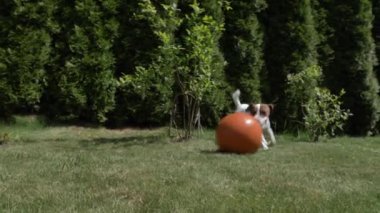 Jack Russell Terrier erkek, yeşil çimlerde basketbol topuyla oynuyor.