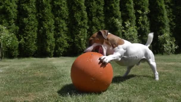 Jack Russell Terrier Rüde Spielt Mit Basketballball Auf Grünem Gras — Stockvideo