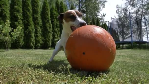 Jack Russell Teriér Mužské Hry Basketbalovým Míčem Zelené Trávě — Stock video