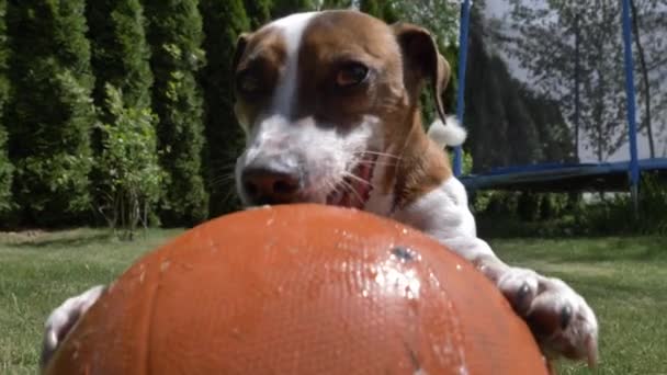 Jack Russell Teriér Mužské Hry Basketbalovým Míčem Zelené Trávě — Stock video