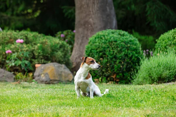Adult Male Jack Russell Terrier Dog Sitting Grass Garden Spring — Fotografia de Stock