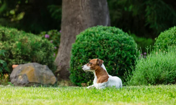 Adult Male Jack Russell Terrier Dog Sitting Grass Garden Spring — Fotografia de Stock