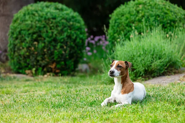 Adult Male Jack Russell Terrier Dog Sitting Grass Garden Spring — Stockfoto