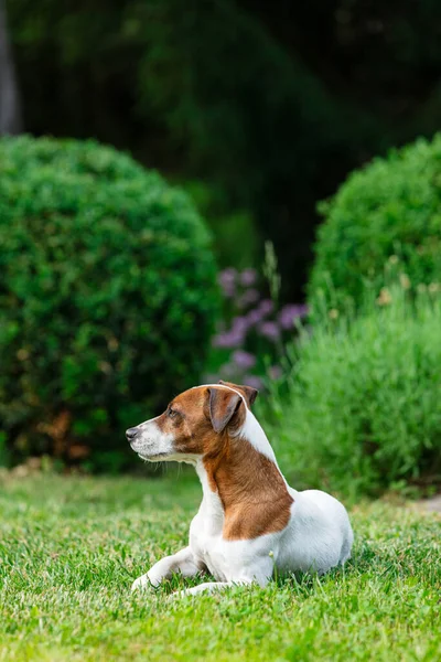 Erwachsener Jack Russell Terrier Hund Sitzt Frühling Auf Einem Gras — Stockfoto