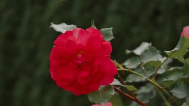 Kırsalda yaz mevsiminde kırmızı güllerin videosu