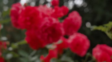 Kırsalda yaz mevsiminde kırmızı güllerin videosu