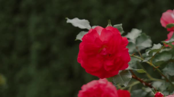 Відео Куща Червоних Троянд Літній Час Дачі — стокове відео