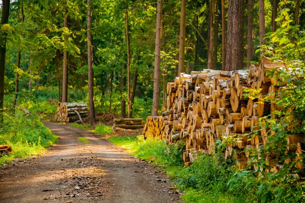 Kilátás Rönkökre Egy Erdőben Szudéta Lengyelország — Stock Fotó