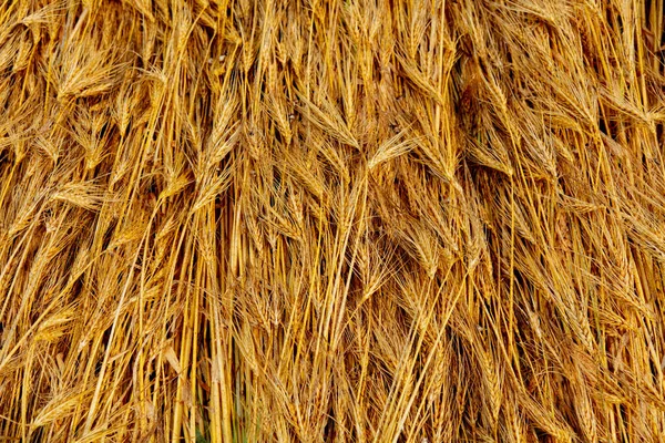 Blick Von Oben Auf Gepressten Goldenen Weizen Auf Einem Feld — Stockfoto