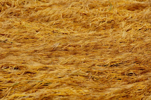 Vista Superiore Grano Oro Premuto Campo — Foto Stock