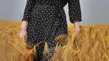 Bavulu buğday tarlasında olan siyah elbiseli kadın. 