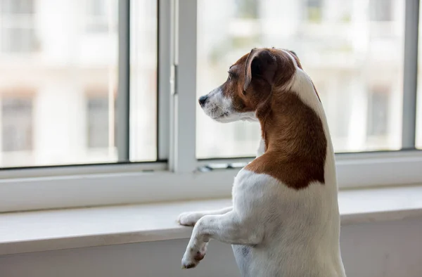 Jack Russell Terriër Hond Kijkt Uit Het Raam — Stockfoto