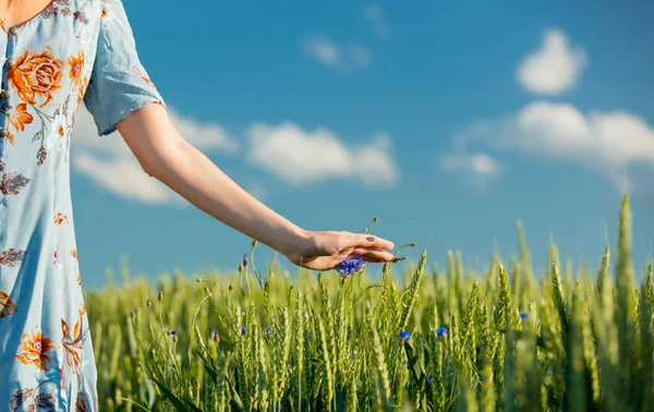 女性は7月に緑の小麦を引き渡す — ストック写真