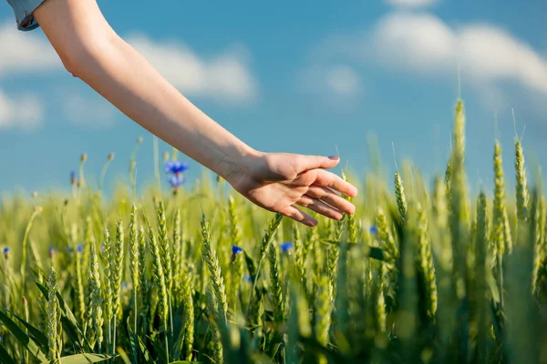 Kvinnlig Hand Över Grön Vete Juli — Stockfoto