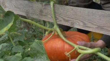 Sonbaharda yeşil çimlerde büyük balkabağı ve çiftçi