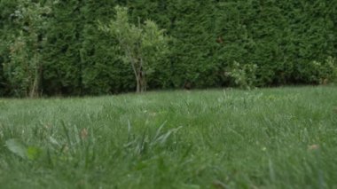 Sonbaharda yeşil çimlerde büyük balkabağı ve çiftçi 