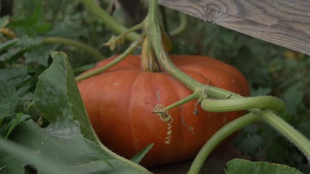 Calabaza Grande Granjero Sobre Hierba Verde Otoño — Vídeos de Stock