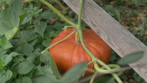 Calabaza Grande Granjero Sobre Hierba Verde Otoño — Vídeos de Stock