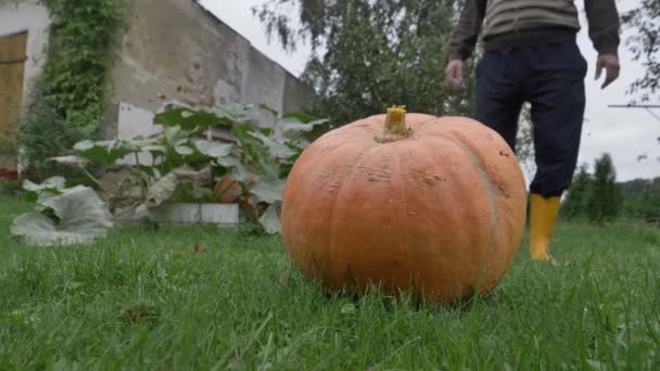 Stor Pumpa Och Bonde Grönt Gräs Hösten — Stockvideo