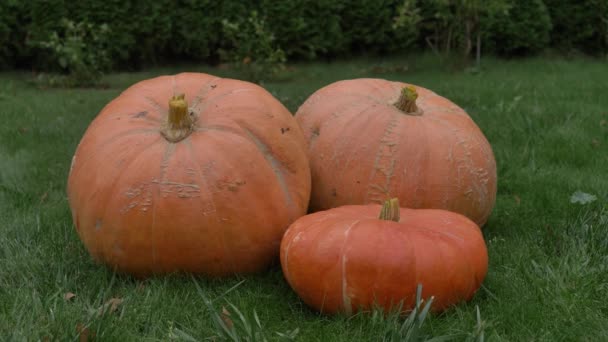 Trois Grosses Citrouilles Sur Herbe Verte Automne — Video