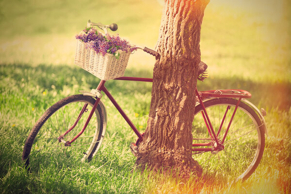 Vintage bicycle waiting near tree