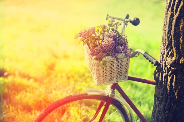 Bicicletta vintage in attesa vicino albero — Foto Stock