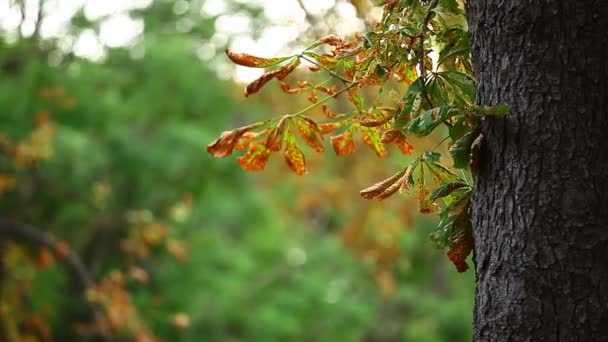 Herbstblätter im Park. — Stockvideo