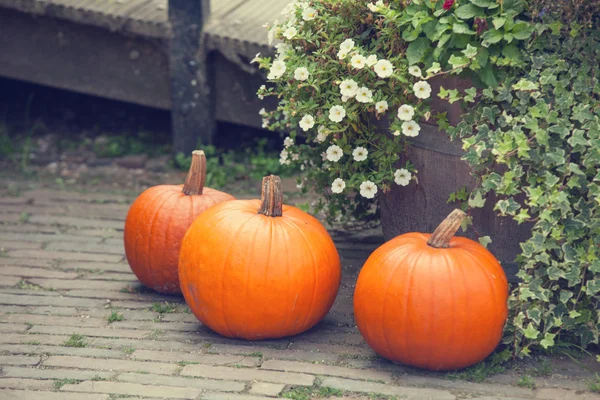 Citrouilles dans le jardin. — Photo