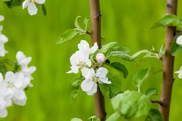 Bloeiende tak in het voorjaar van. — Stockfoto