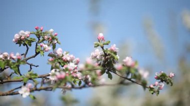 ilkbaharda çiçek şube.