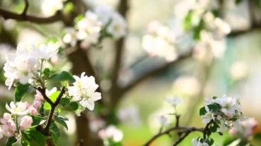 ilkbaharda çiçek şube.