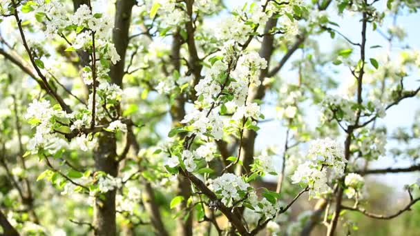 Blühender Zweig im Frühling. — Stockvideo