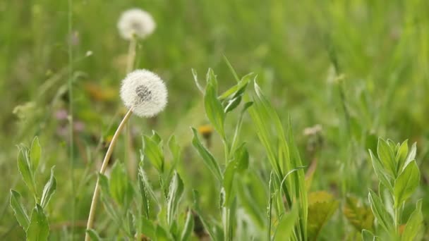 Witte paardebloemen in gras — Stockvideo