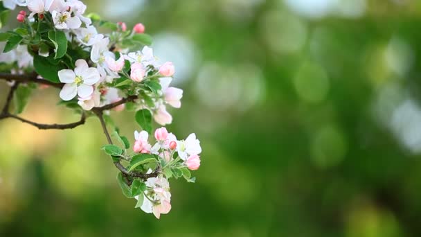 Ramo florescente na primavera . — Vídeo de Stock