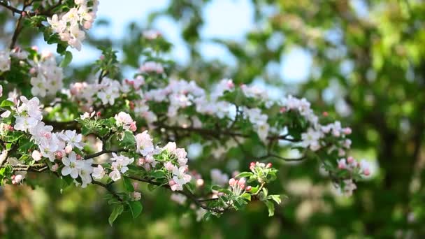 Blütenpracht und Bienen — Stockvideo