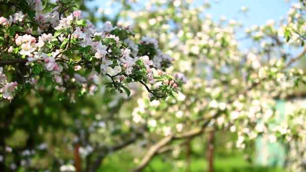 Blossoming branch in spring. — Stock Video