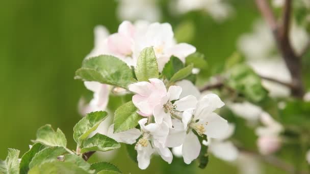 Blossoming brences close up — Stock Video