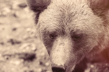 Avrupa boz ayı görüntülemek