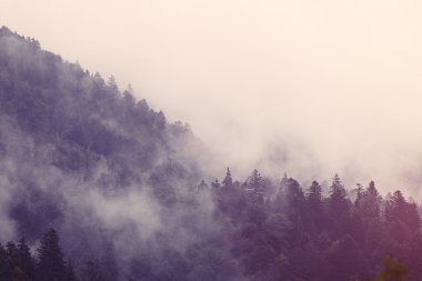 çam ormanı içinde sis
