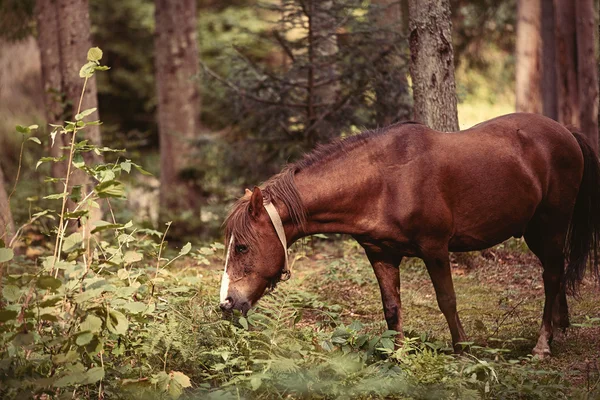 Braunes Pferd im Wald. — Stockfoto