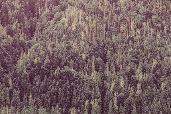 Carpatischer Wald im Herbst. — Stockfoto