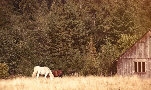 Gamla hus och hästar — Stockfoto