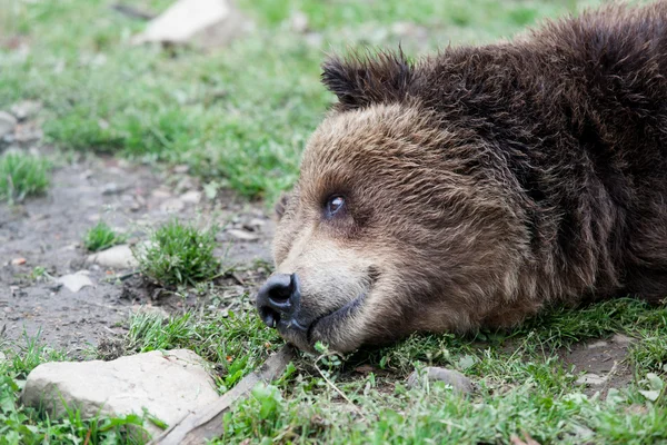 Vista sobre urso pardo europeu — Fotografia de Stock