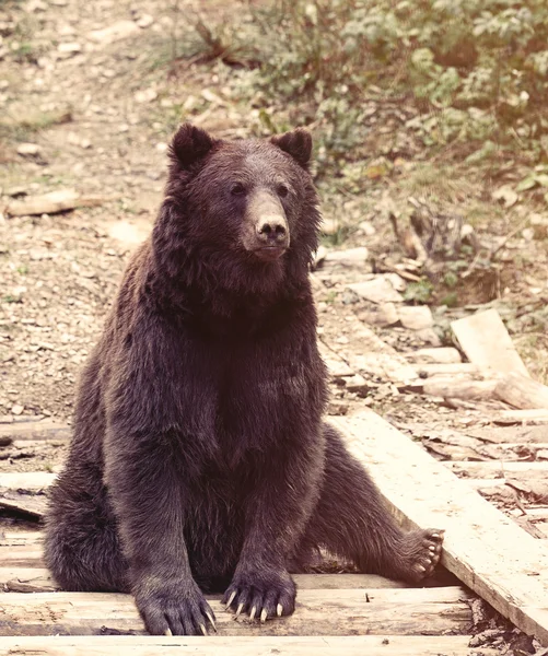 Vista sobre urso pardo europeu — Fotografia de Stock