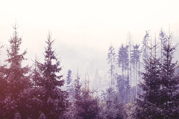 Skogen i höstens tid — Stockfoto