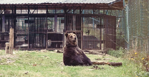 熊保护区。乌克兰, — 图库照片