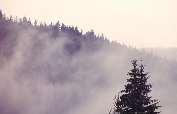 Brouillard dans la forêt de sapins — Photo