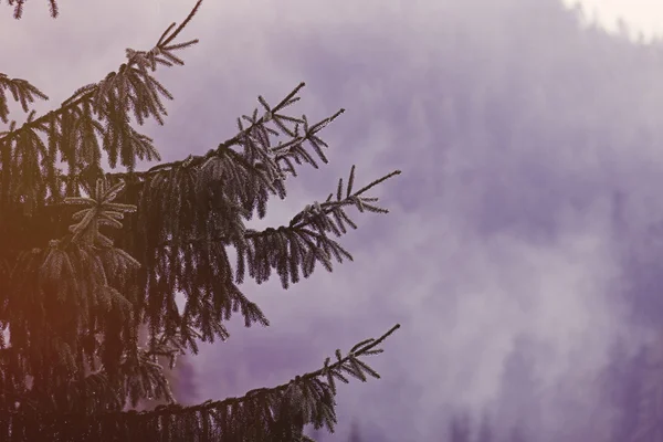 Nebel im Tannenwald — Stockfoto