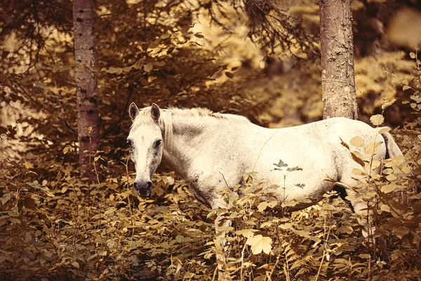 White Horse in the forest. — Stock Photo, Image